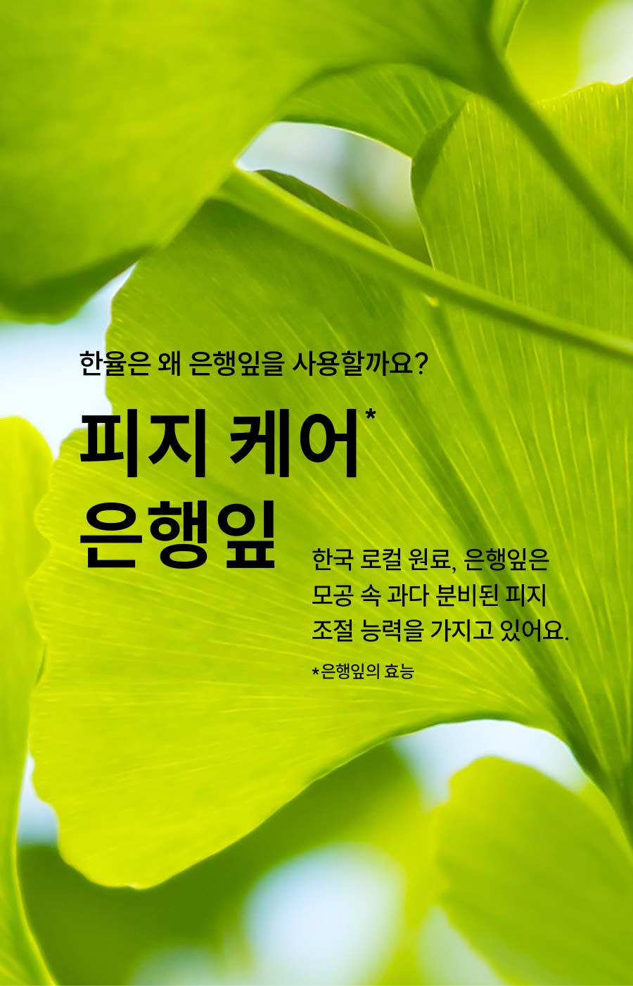 한율은 왜 은행잎을 사용할까요?