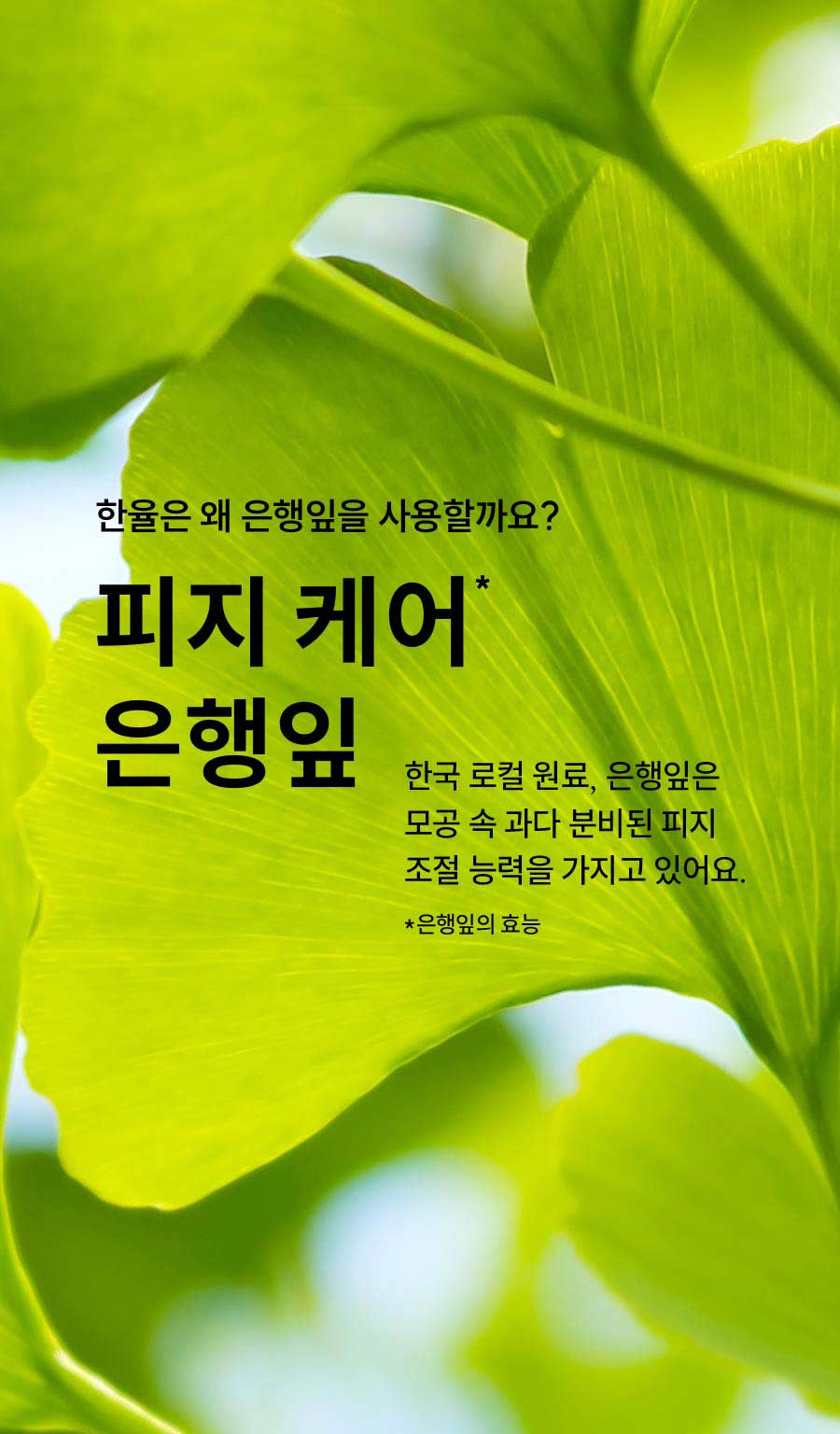 한율은 왜 은행잎을 사용할까요? 피지 케어* 은행잎 한국 로컬 원료, 은행잎은 모공 속 과다 분비된 피지 조절 능력을 가지고 있어요. *은행잎의 효능